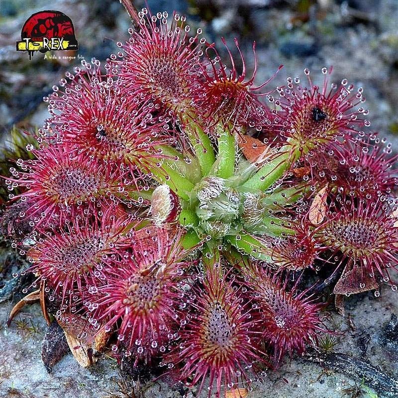 comprar muda de planta carnivora drosera spatulata