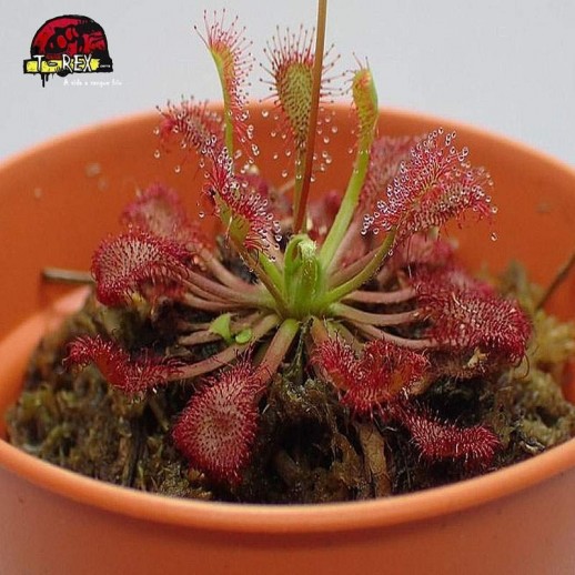 comprar muda de planta carnivora drosera capillaris