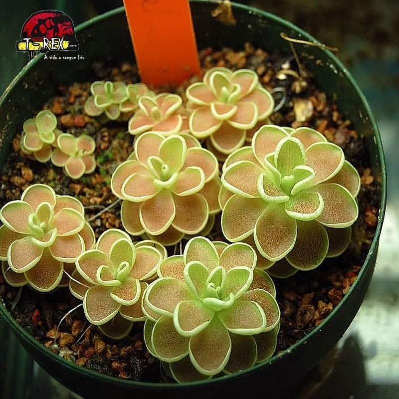 comprar planta carnivora pinguicula ehlersiae