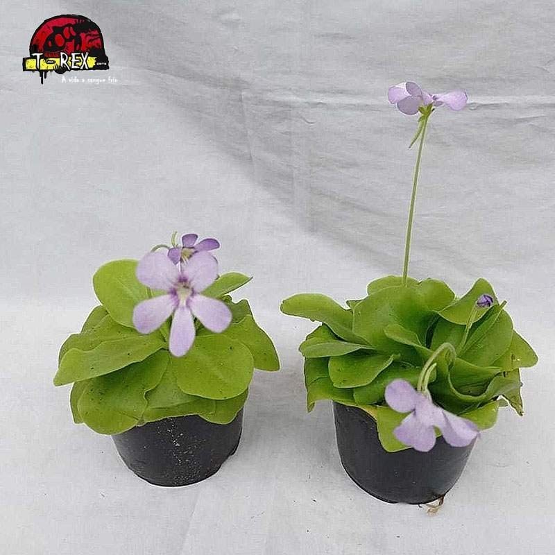 comprar planta carnivora pinguicula tina