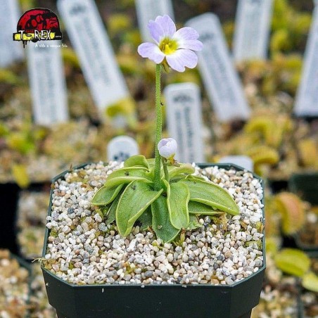 comprar planta carnivora