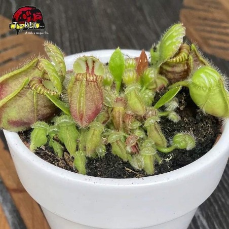 comprar planta carnivora cephalotus follicularis