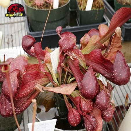 comprar planta carnivora sarracenia psitacinna