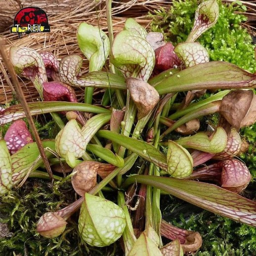comprar muda de planta carnivora sarracenia psitacinna