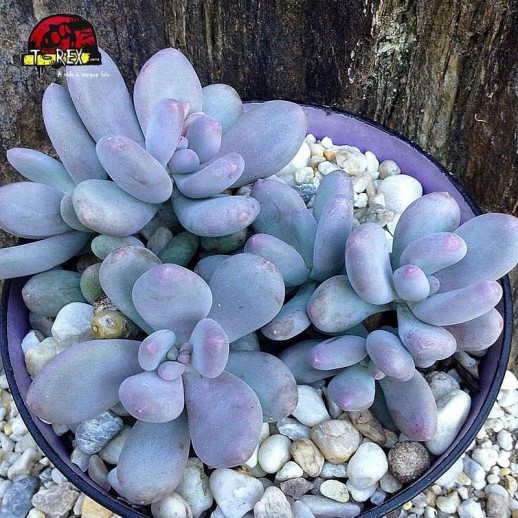 comprar suculenta sedum craigii