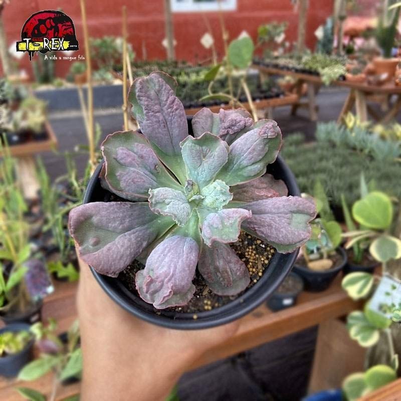 comprar planta suculenta gibbiflora linguas p11