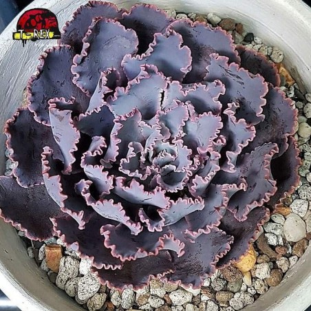 comprar suculenta shaviana neon breakers