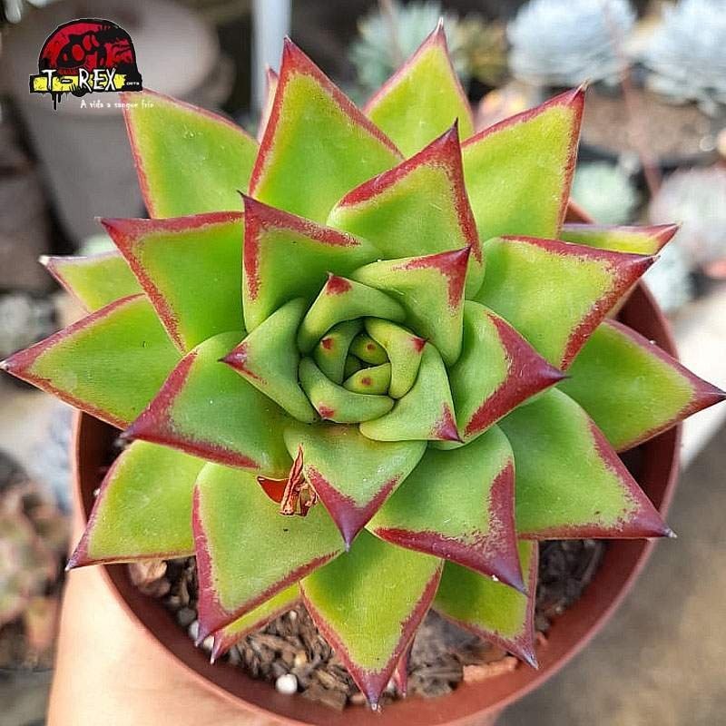 comprar suculenta echeveria agavoides lipstick