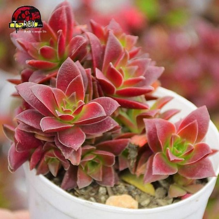 comprar suculenta crassula fusca
