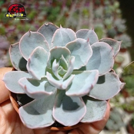 comprar suculenta echeveria  subsessilis