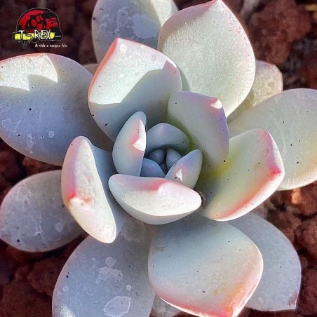comprar suculenta echeveria caly argentea