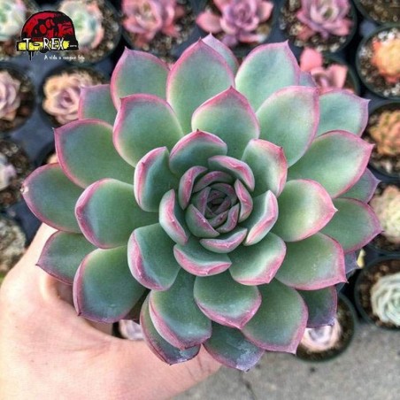 comprar suculenta echeveria apus
