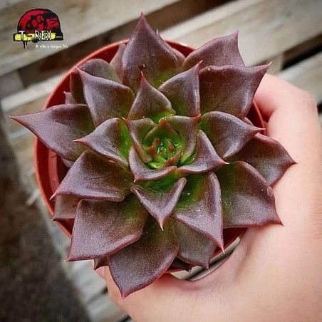 comprar suculenta echeveria black prince