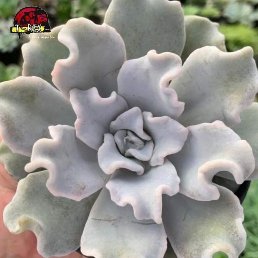 comprar suculenta echeveria crispate beauty