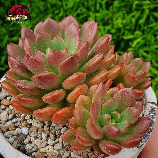 comprar suculenta graptoveria bashful roseta