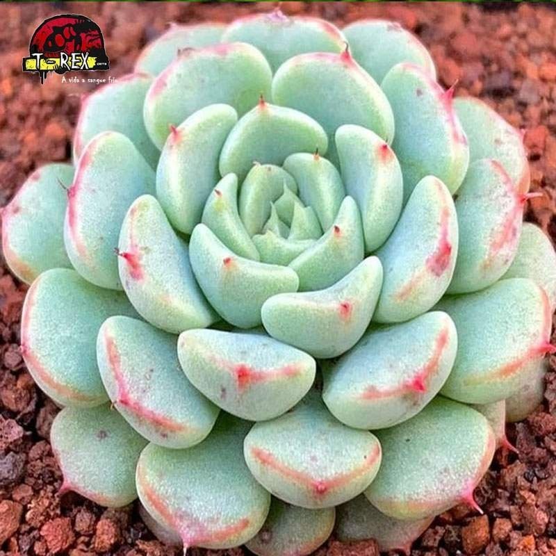 comprar suculenta echeveria  white minima