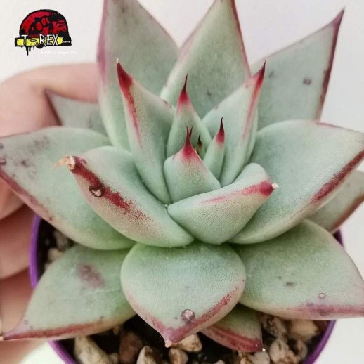 comprar suculenta agavoides sirius