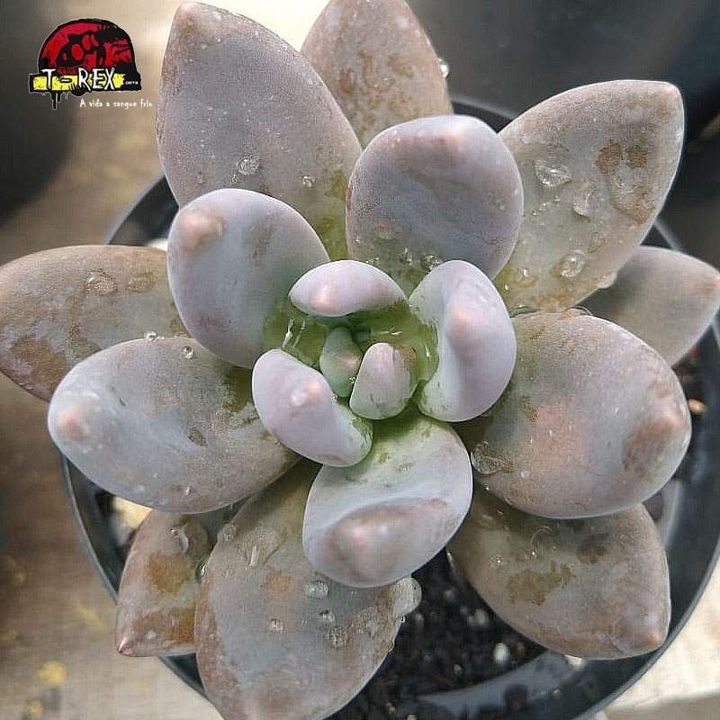 comprar suculenta  graptoveria royal flush