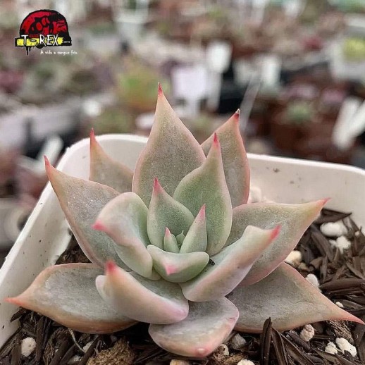comprar suculenta echeveria madiba