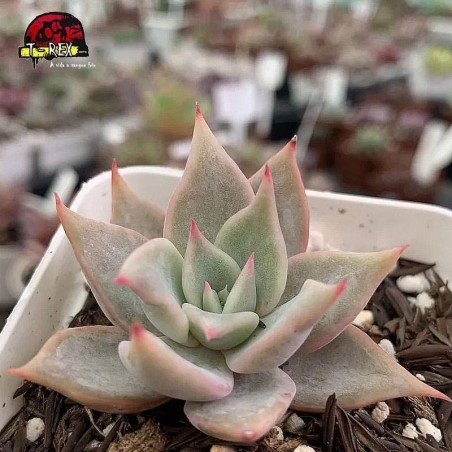 comprar suculenta echeveria madiba