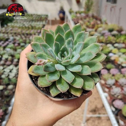 comprar suculenta echeveria adorn