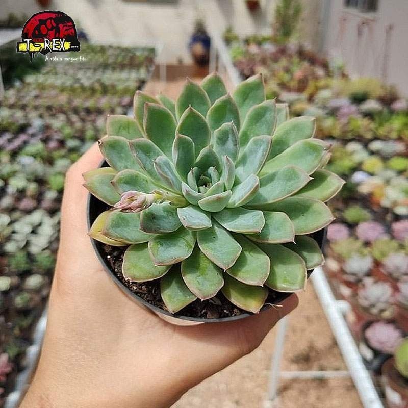 comprar suculenta echeveria adorn
