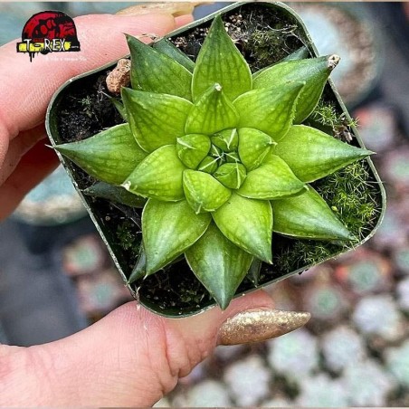 comprar planta suculenta  marumiana