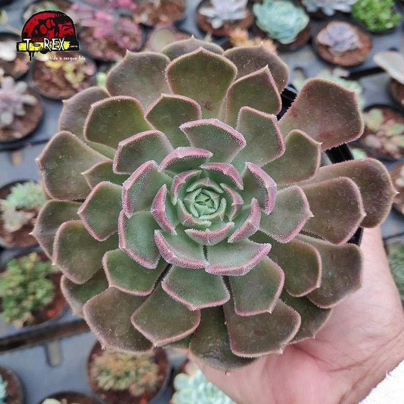 compra muda de suculenta echeveria brown rose