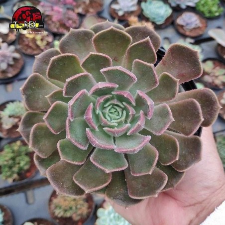 compra muda de suculenta echeveria brown rose