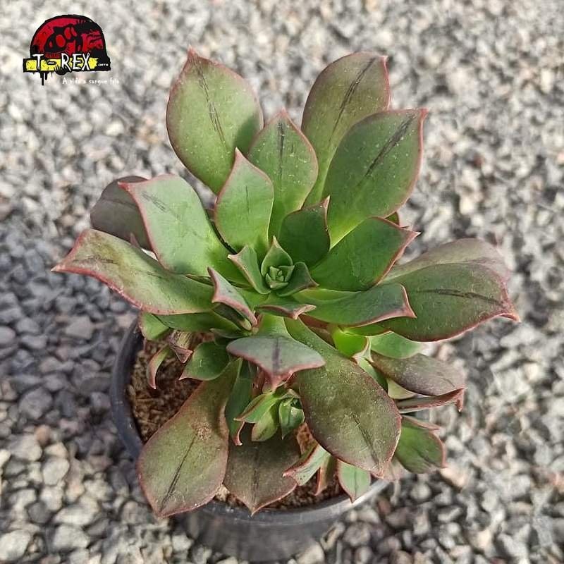 comprar muda de planta suculenta aeonium kunkel