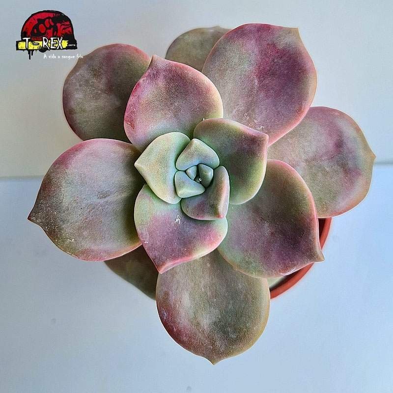 comprar muda de planta suculenta echeveria snow white