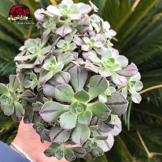 comprara suculenta aeonium mascaense