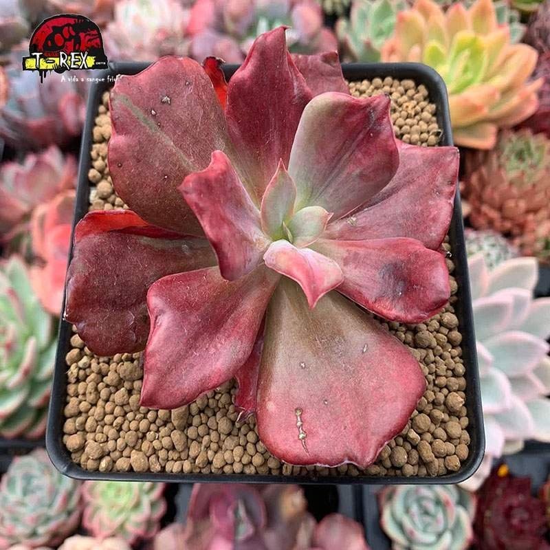 comprar suculenta echeveria diamond state