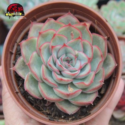 comprar muda de suculenta beneothine