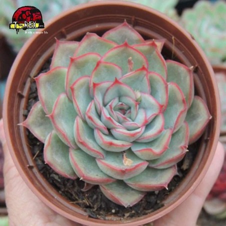 comprar muda de suculenta beneothine
