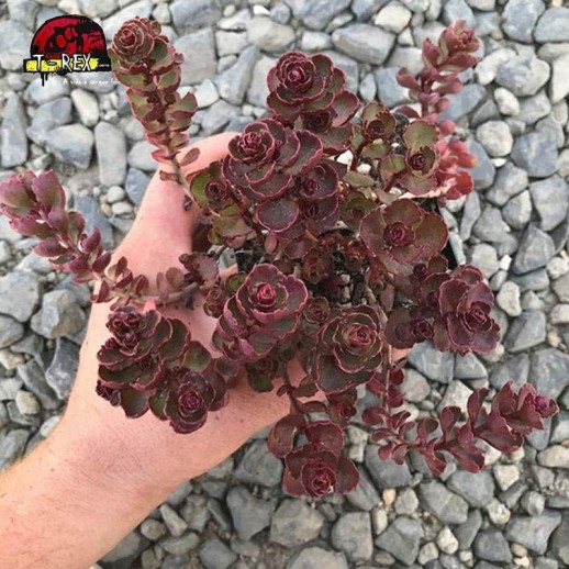 comprar suculenta sedum spurium vodoo