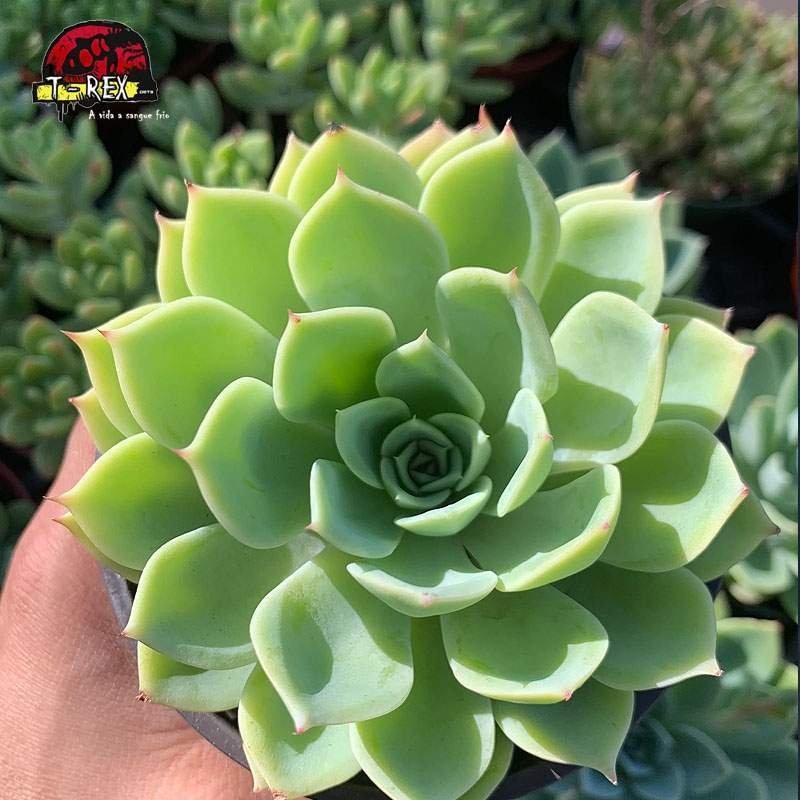 comprar suculenta echeveria pansy