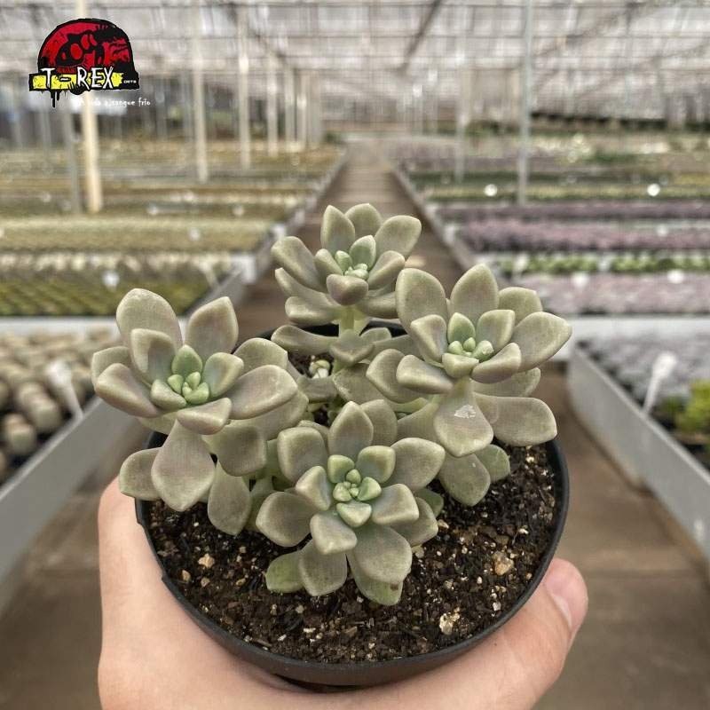 comprar suculenta graptopetalum mendonzae