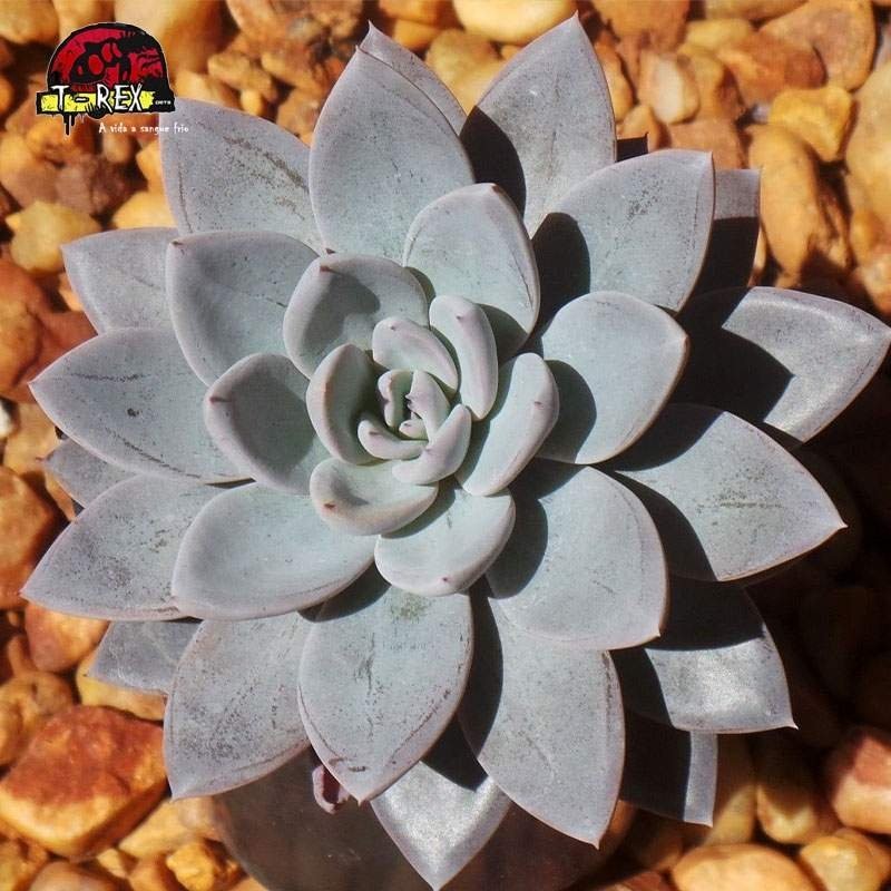 comprar suculenta graptoveria lulu