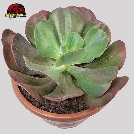 comprar echeveria gibbiflora mauna loa brasileira