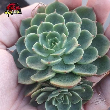 comprar suculenta taciveria seven star