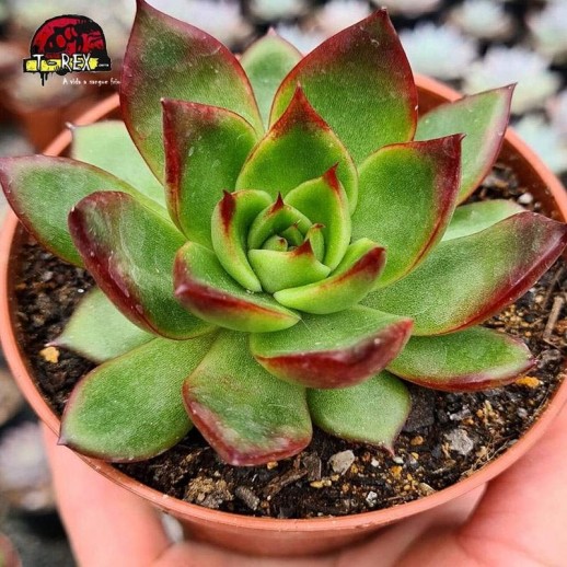 Planta suculenta ECHEVERIA...