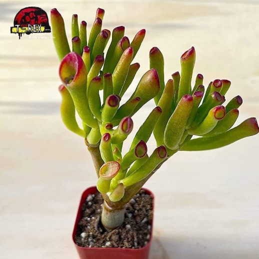 comprar suculenta crasulla ovata gollum
