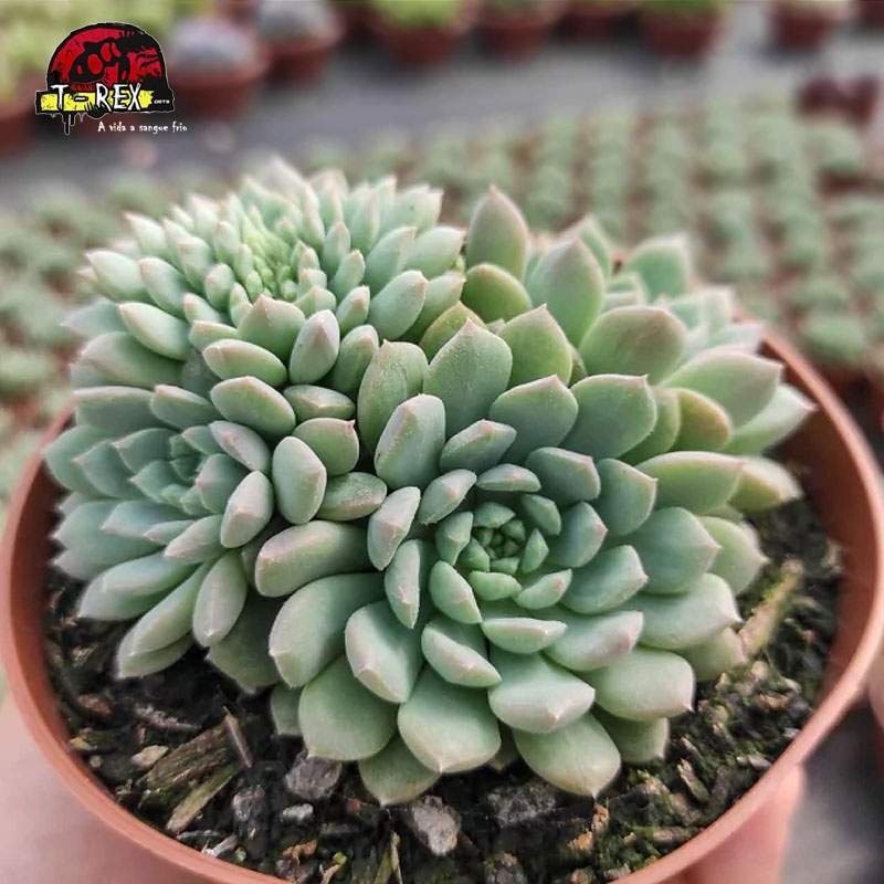 comprar planta suculenta echeveria crissy n'ryan