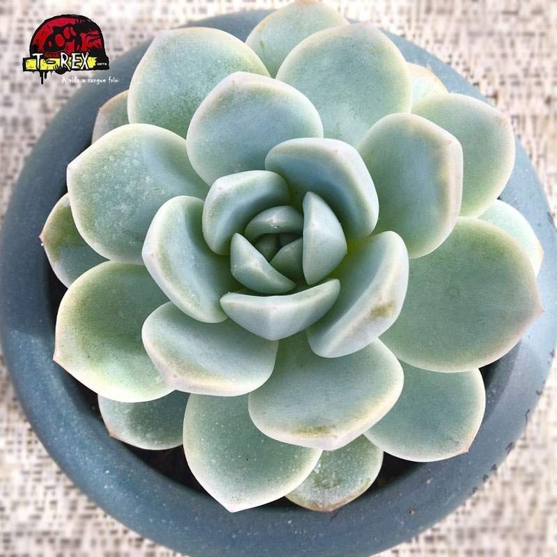 comprar planta suculenta echeveria ice green