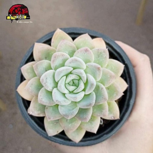 comprar suculenta echeveria secunda nichoani