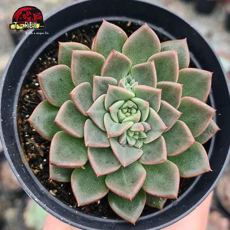 comprar suculenta echeveria costanay