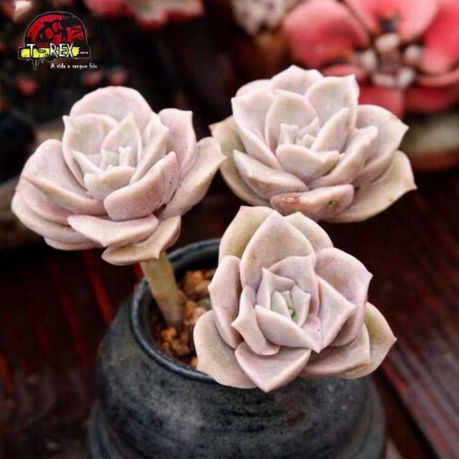 comprar muda de suculenta raridade