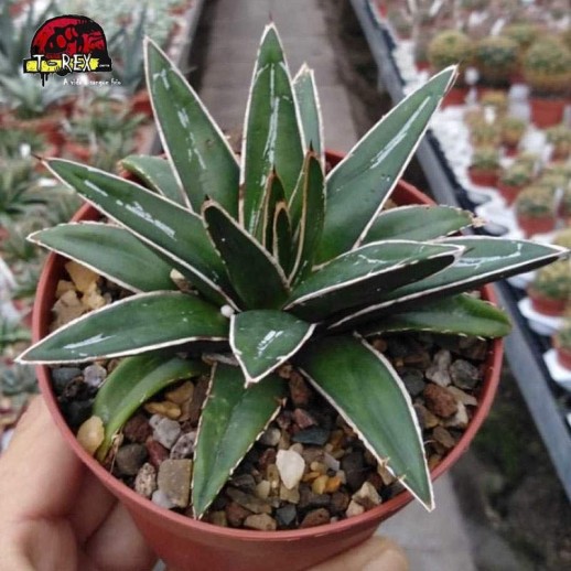 comprar suculenta agave victoriae reginae