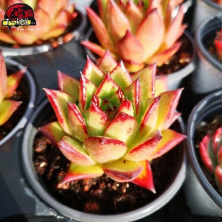 comprar suculenta exotica